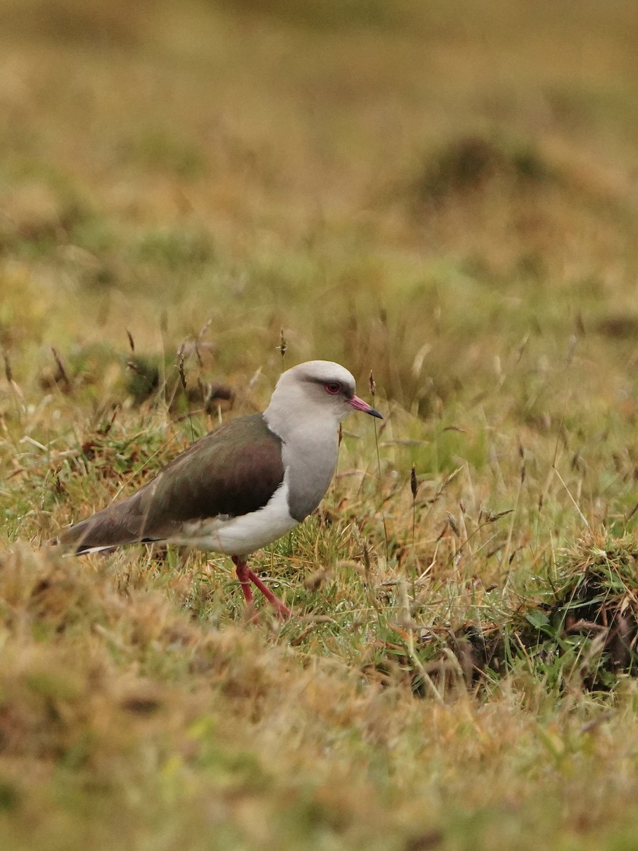 Andean Lapwing - ML614596752