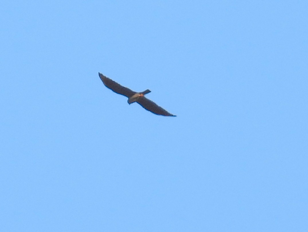 Plumbeous Kite - ML614596763