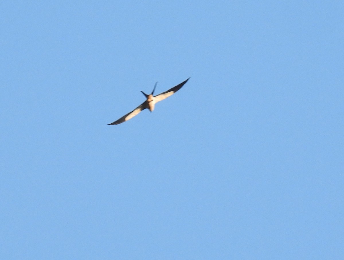Swallow-tailed Kite - ML614596764