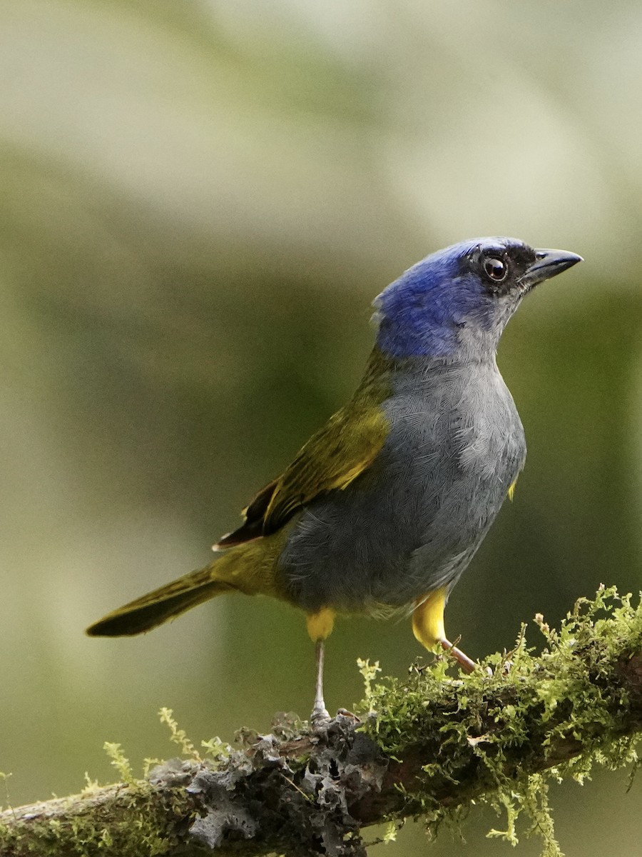 Blue-capped Tanager - ML614596786