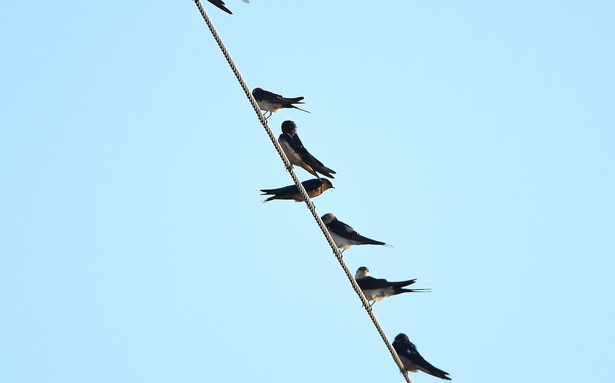 Barn Swallow (Levant) - ML614596809