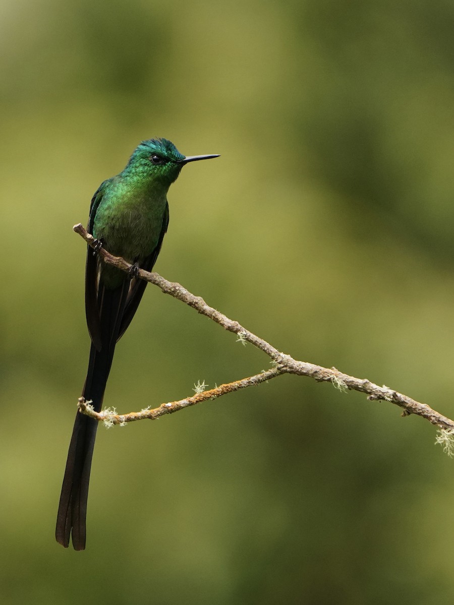 Long-tailed Sylph - ML614596810
