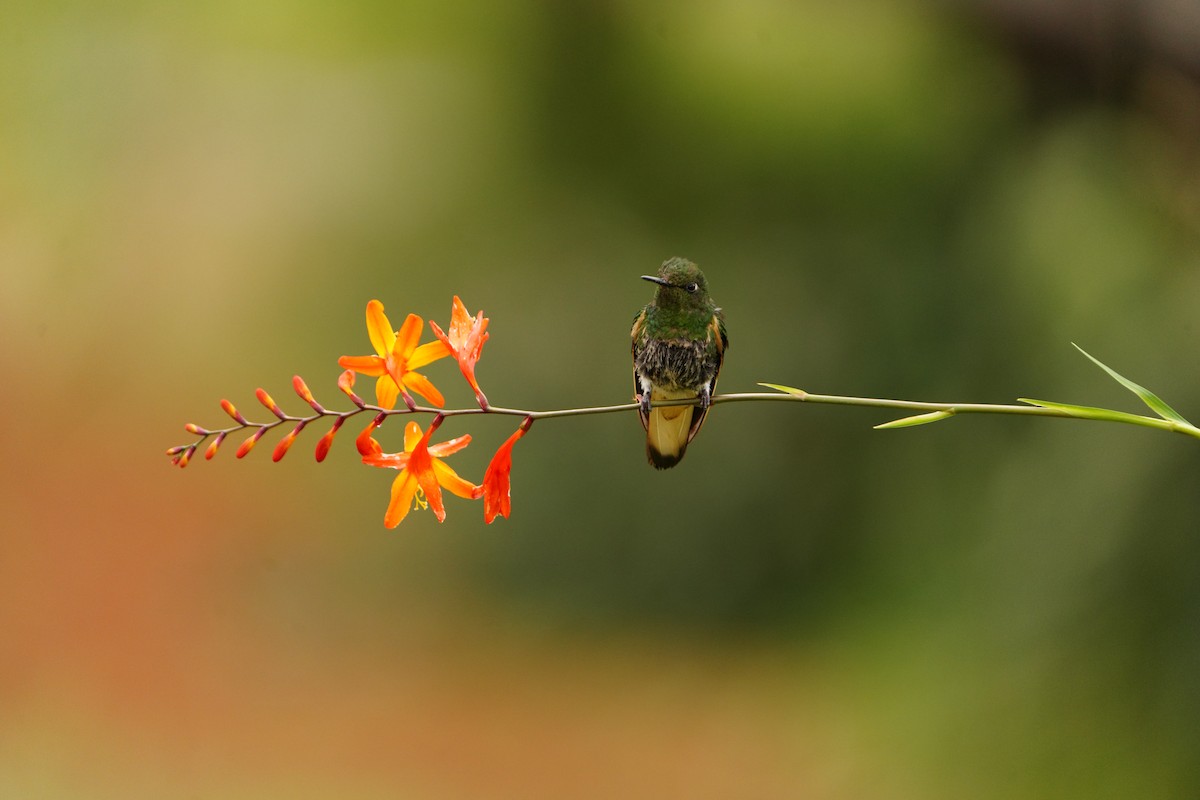 kolibřík žlutoocasý - ML614596813