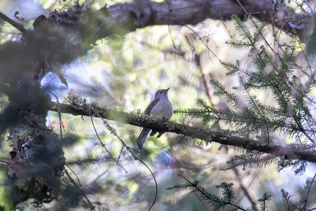 Brown-backed Solitaire - ML614596823