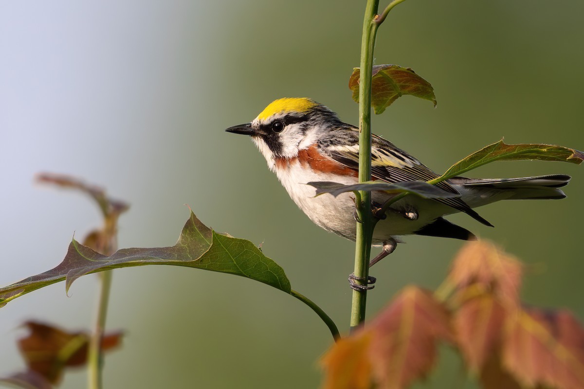 Chestnut-sided Warbler - Alicia Ambers