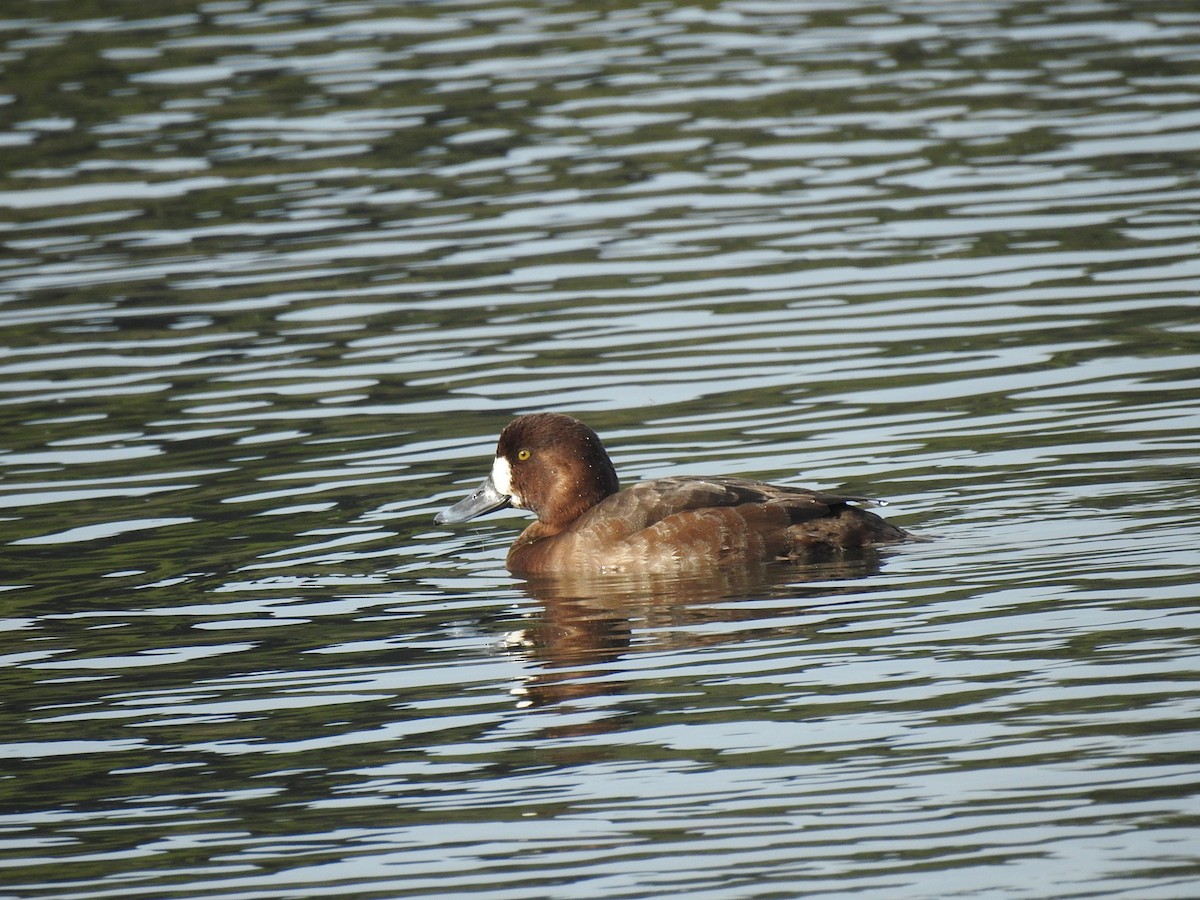Greater Scaup - ML614596890