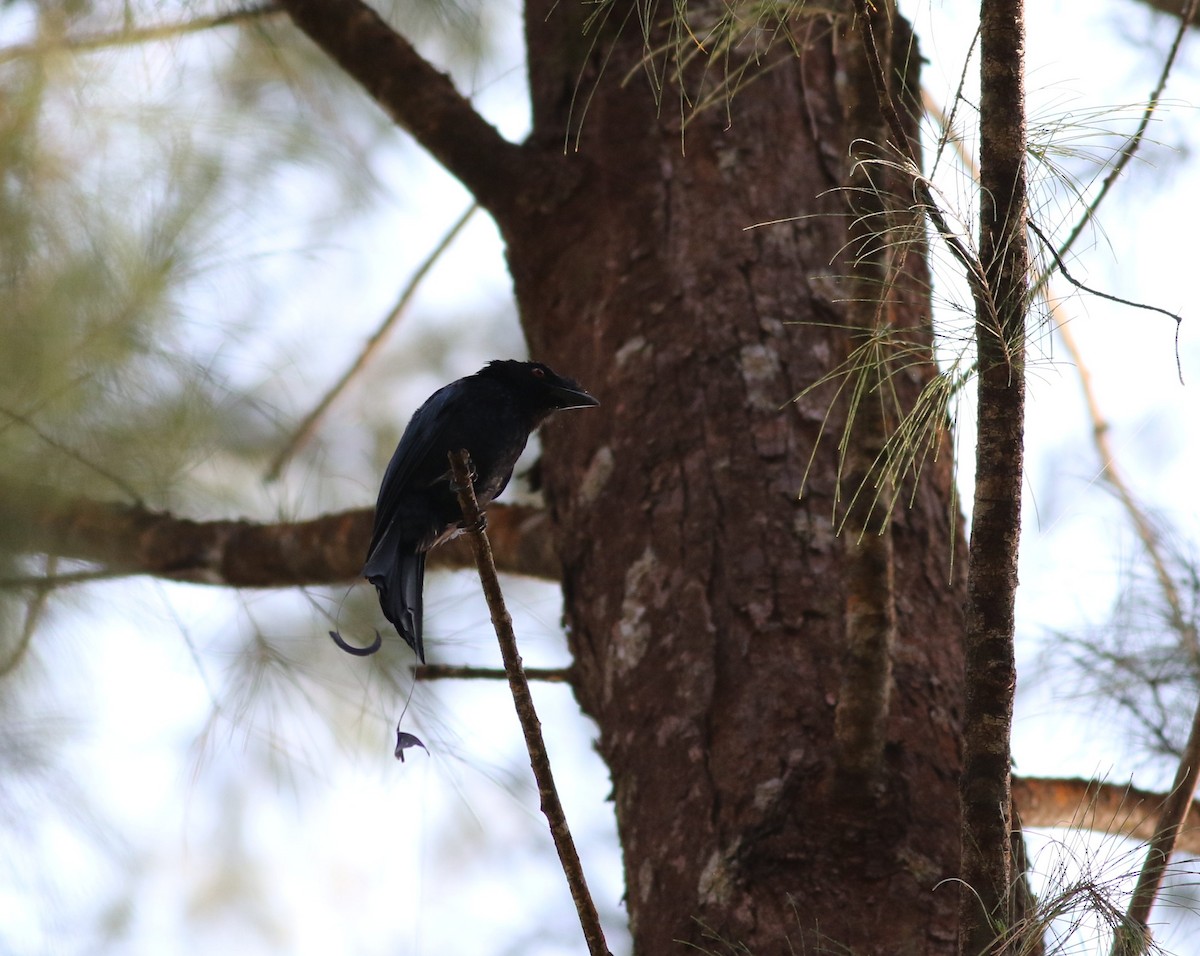Greater Racket-tailed Drongo - ML614596946