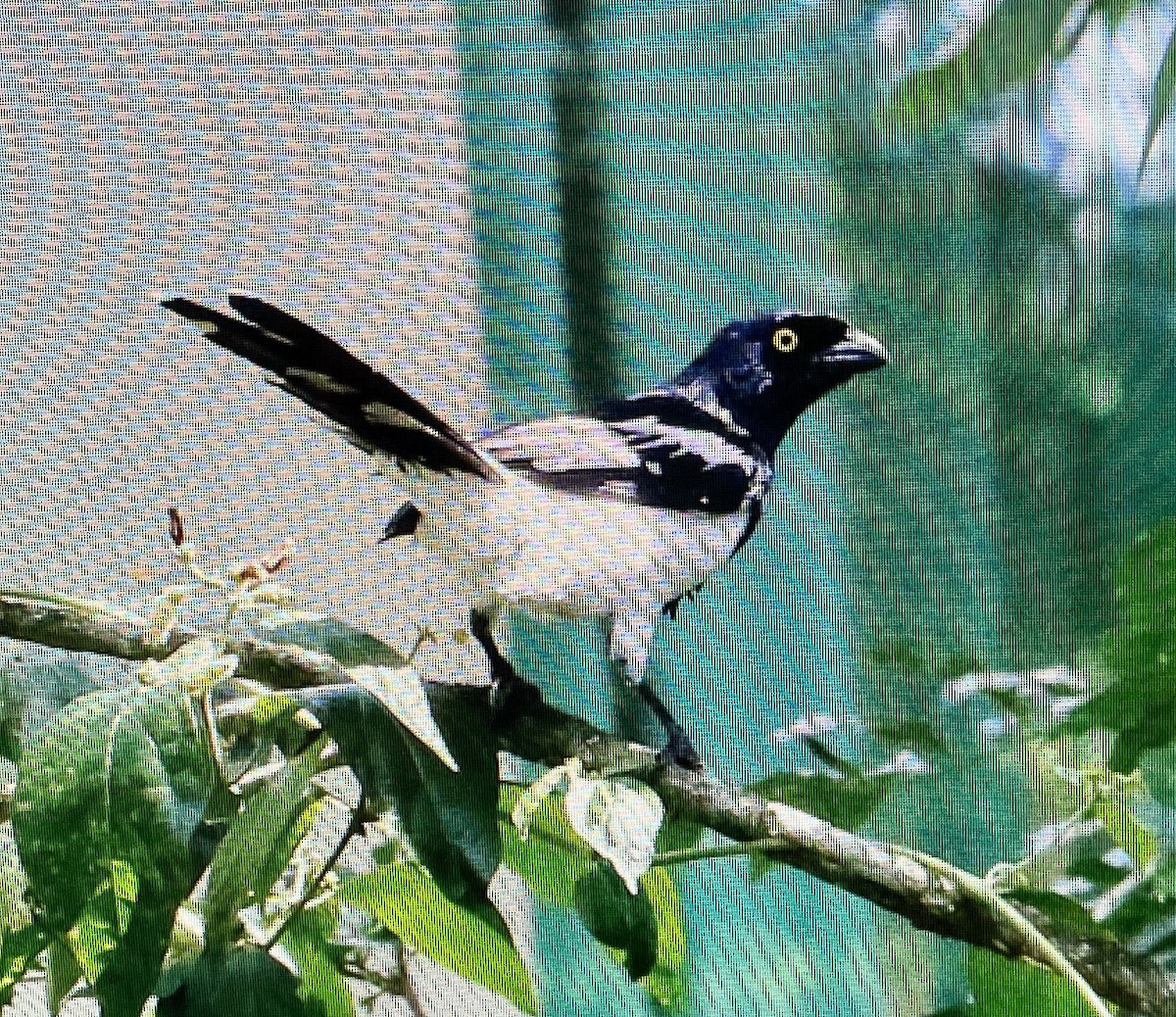 Magpie Tanager - ML614596962