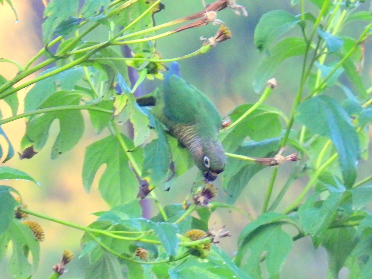 Maroon-bellied Parakeet (Maroon-tailed) - ML614596985