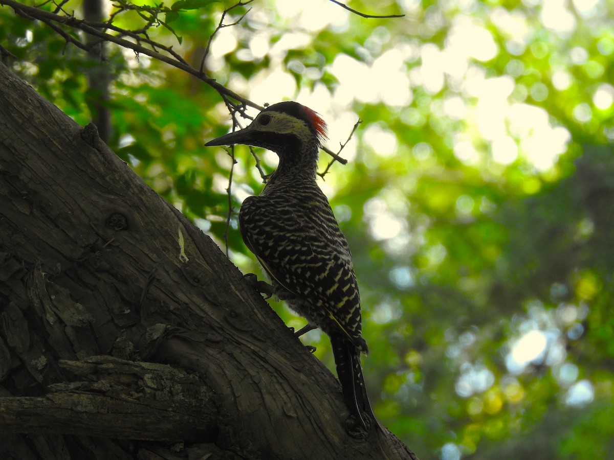 Green-barred Woodpecker - ML614597072