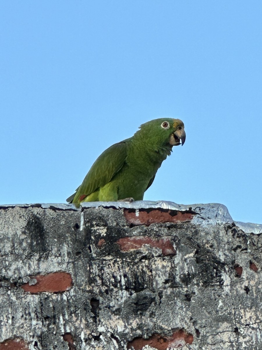 Yellow-crowned Parrot - ML614597276