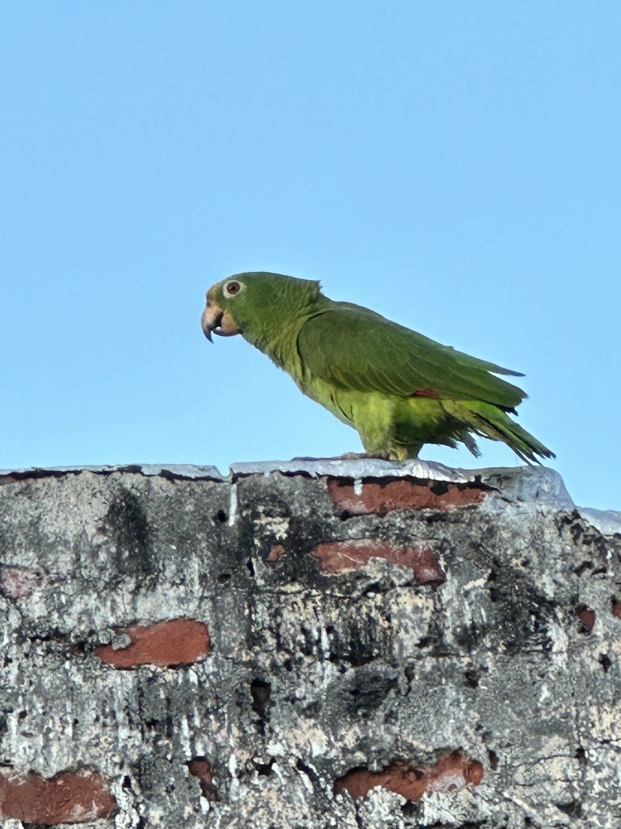 Yellow-crowned Parrot - ML614597277