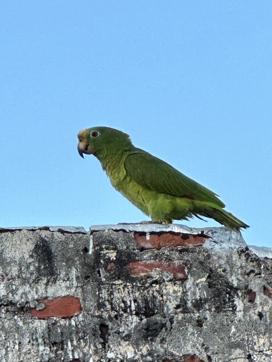 Yellow-crowned Parrot - ML614597278