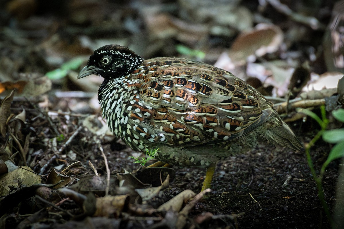 Black-breasted Buttonquail - ML614597334
