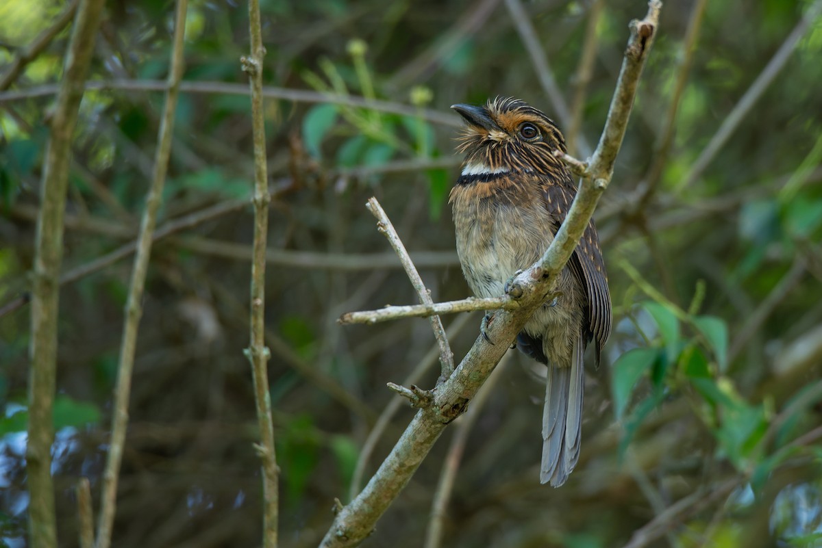 Crescent-chested Puffbird (Greater) - ML614597358