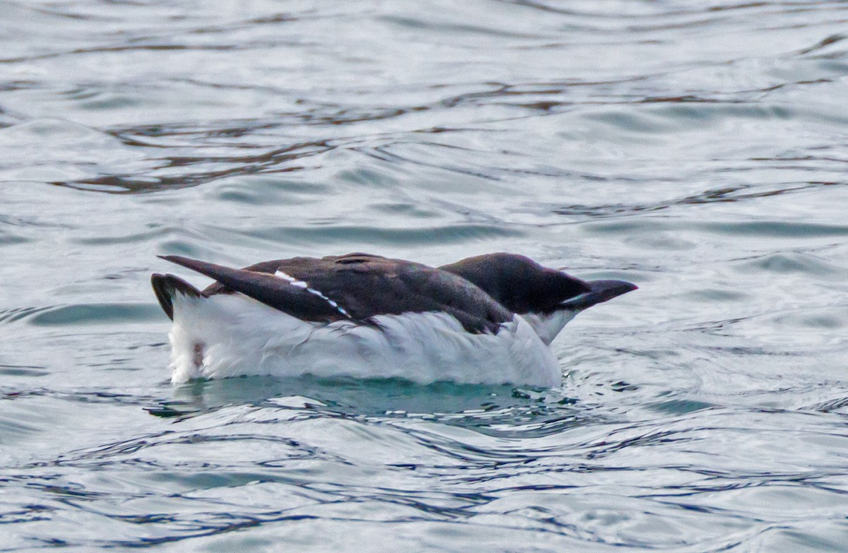 Thick-billed Murre - ML614597707
