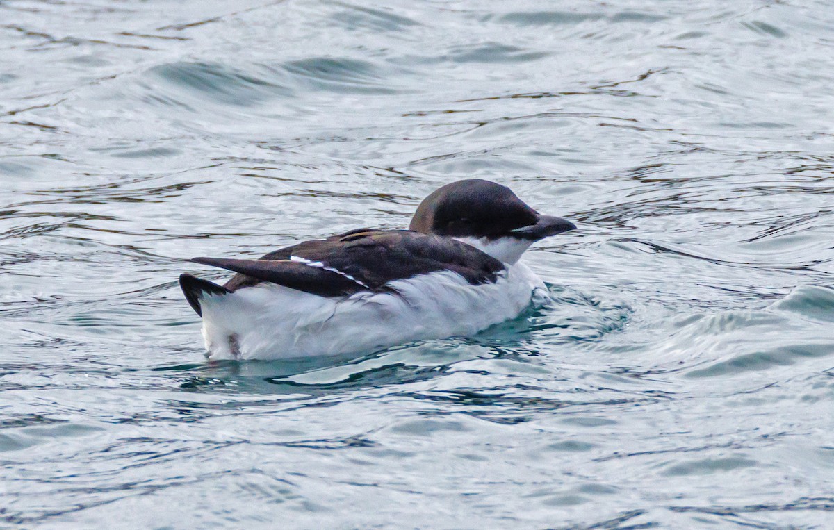 Thick-billed Murre - ML614597708