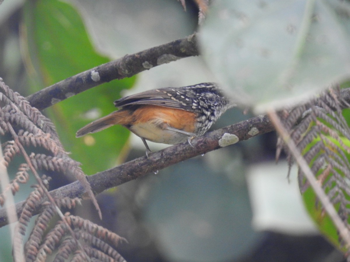 Peruvian Warbling-Antbird - ML614597778