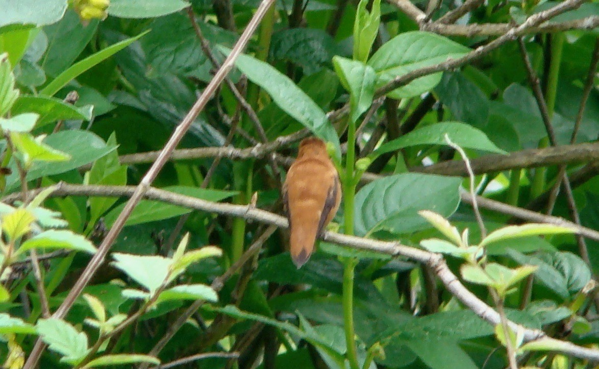Rufous Hummingbird - ML614597806