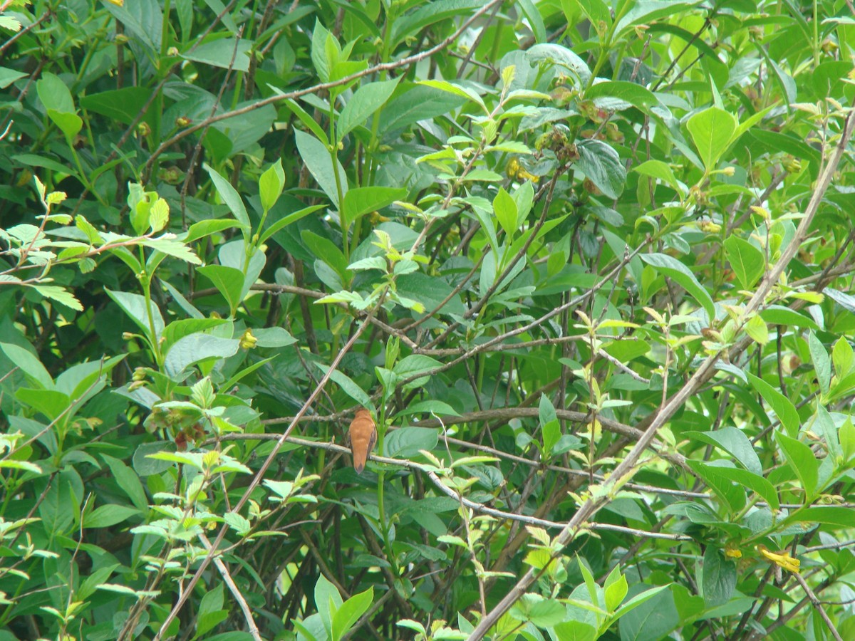 Rufous Hummingbird - ML614597807