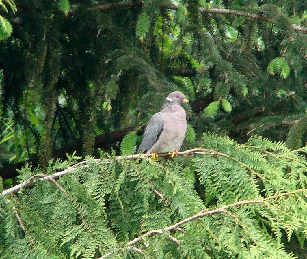 Band-tailed Pigeon - ML614597827