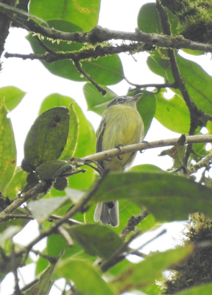 Olive-faced Flatbill - ML614597839