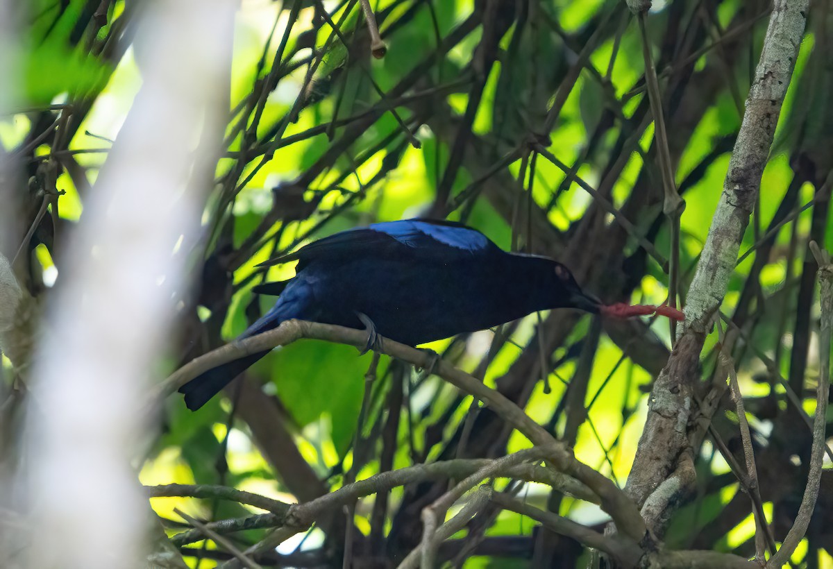 Philippine Fairy-bluebird - ML614597840