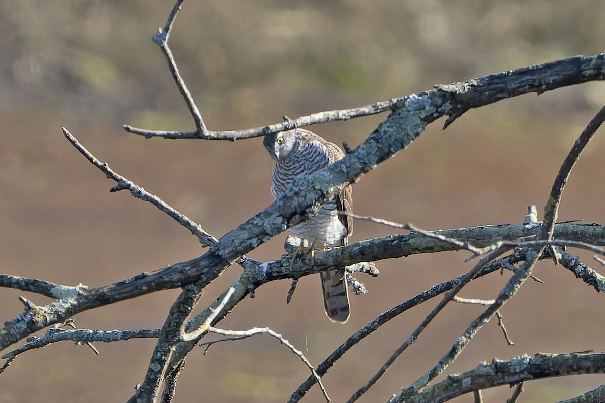 Eurasian Sparrowhawk - ML614598137