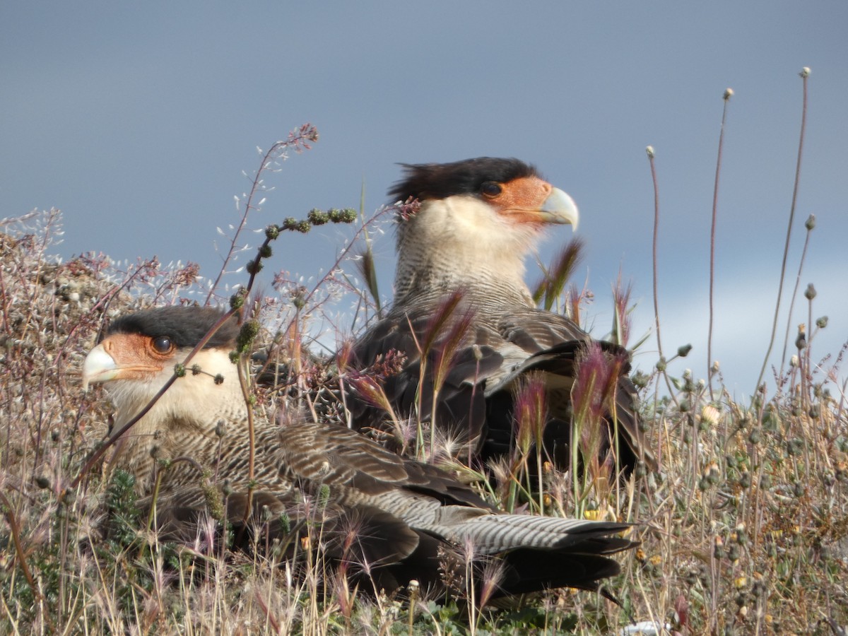 Crested Caracara (Southern) - ML614598247