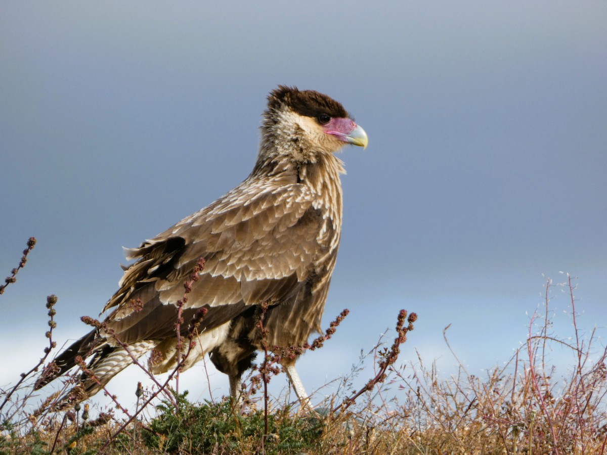 Crested Caracara (Southern) - ML614598249
