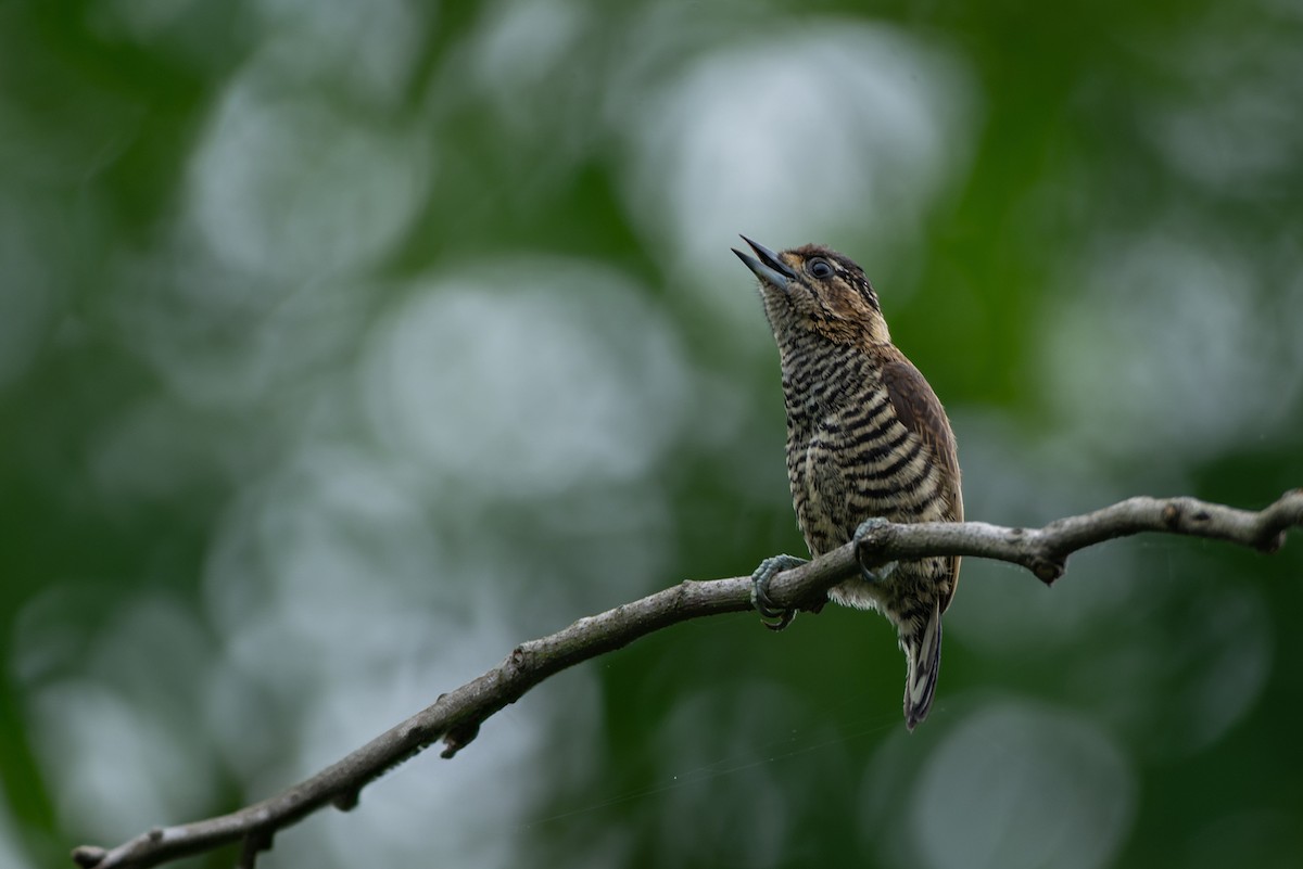 White-barred Piculet - ML614598272