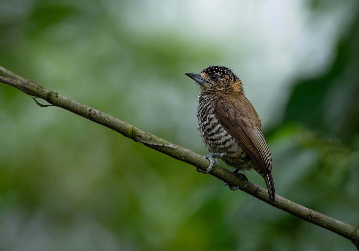 White-barred Piculet - ML614598274