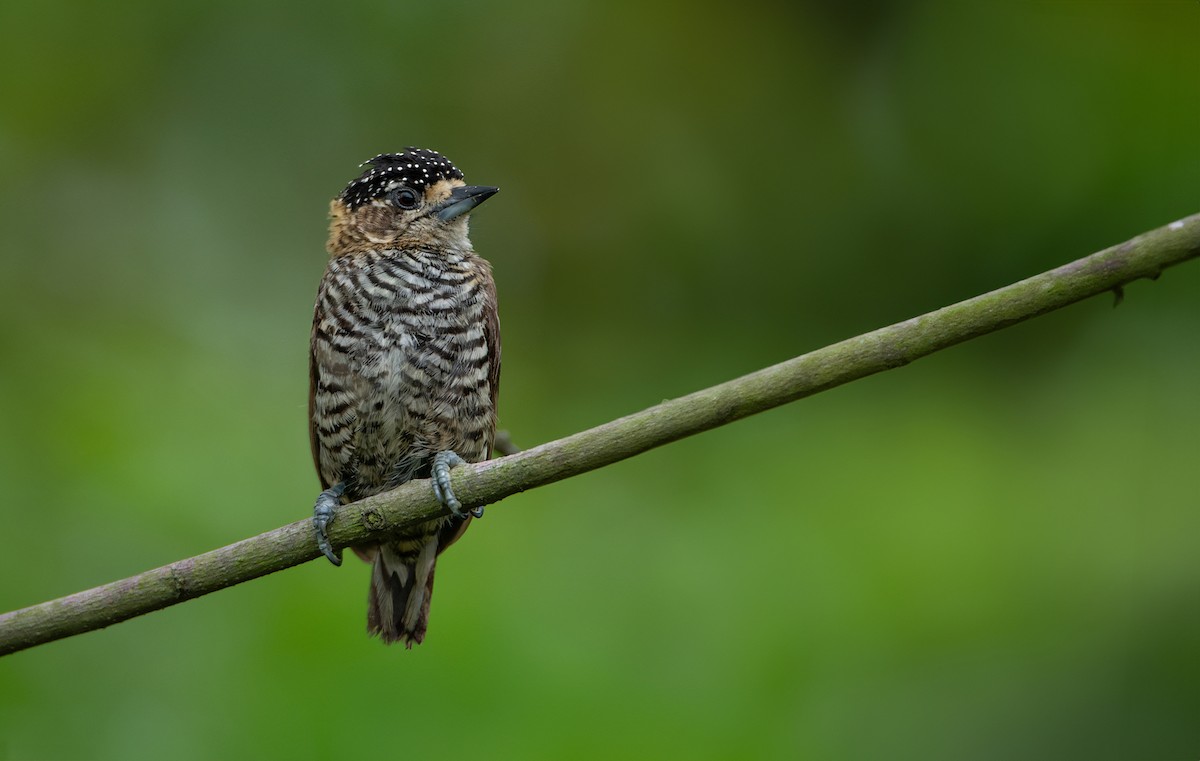 White-barred Piculet - ML614598275