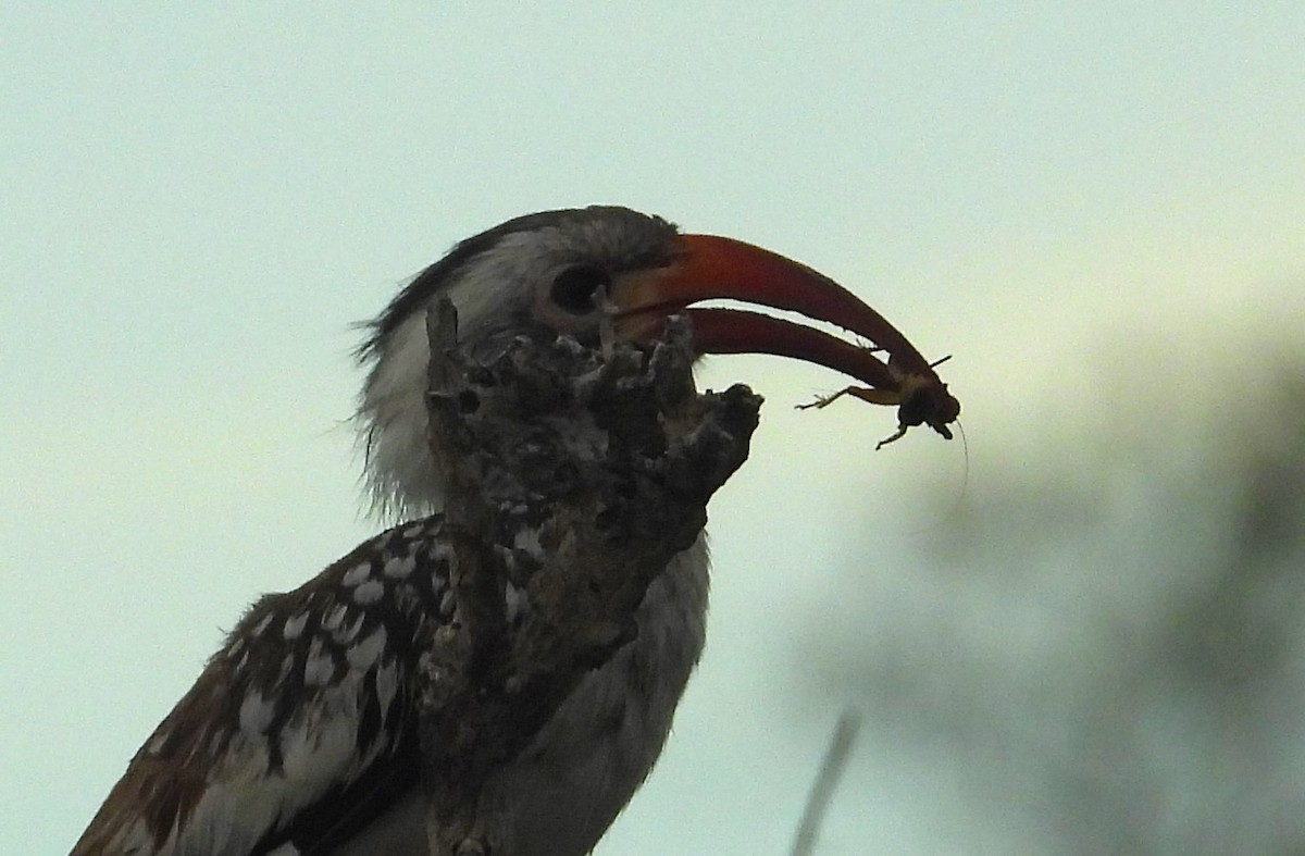 Damara Red-billed Hornbill - Morten Winther Dahl