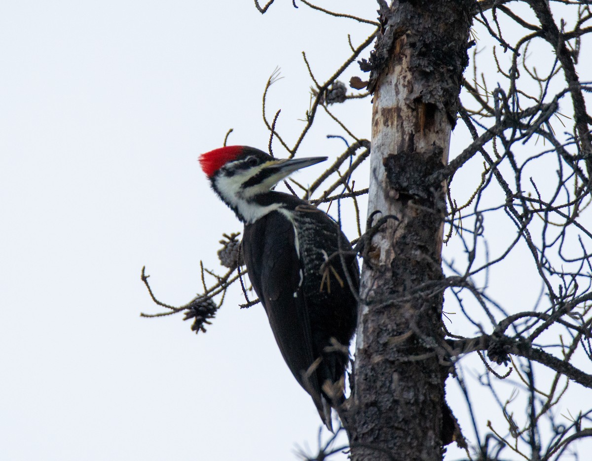 Pileated Woodpecker - ML614598627