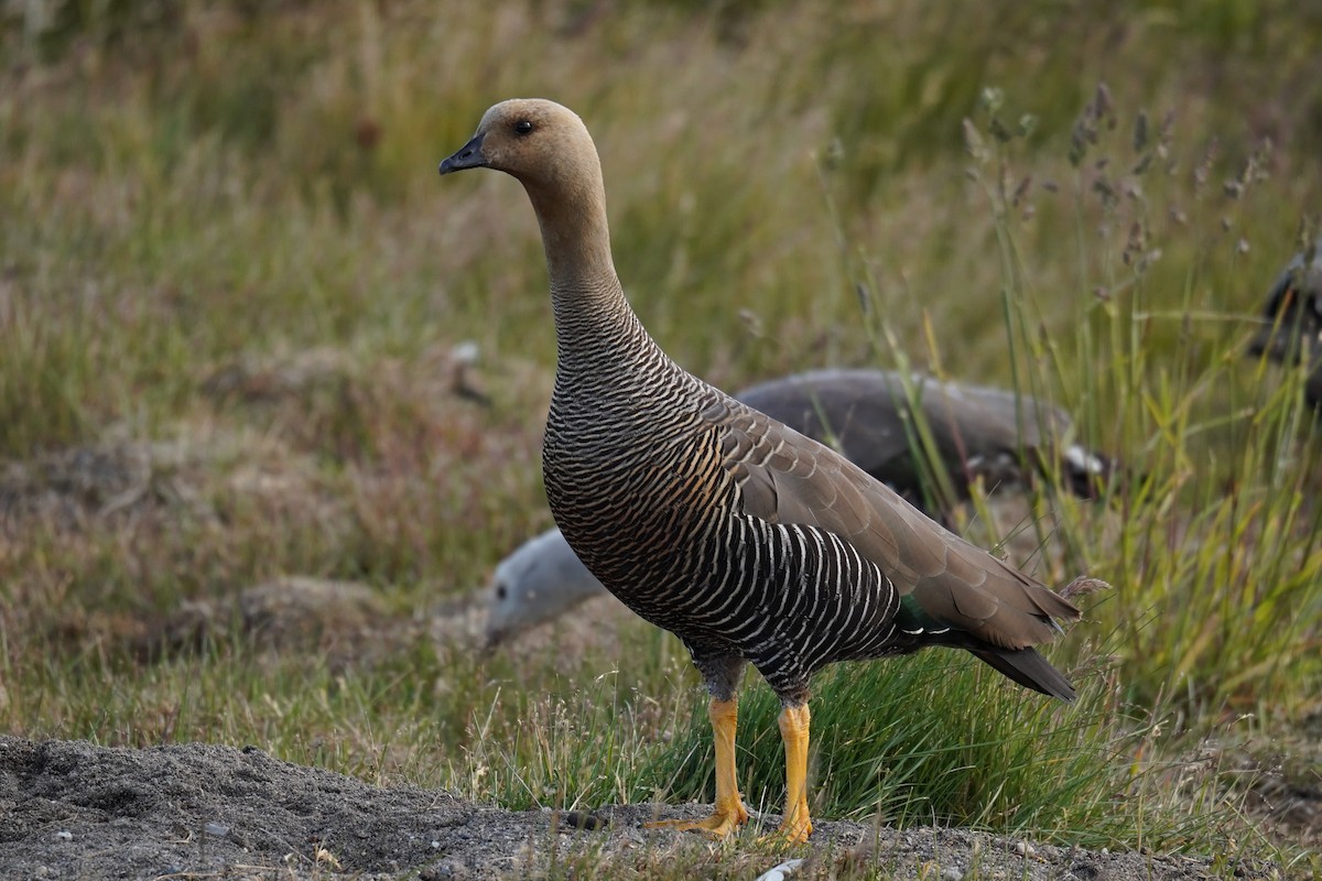 Upland Goose (Bar-breasted) - ML614598646