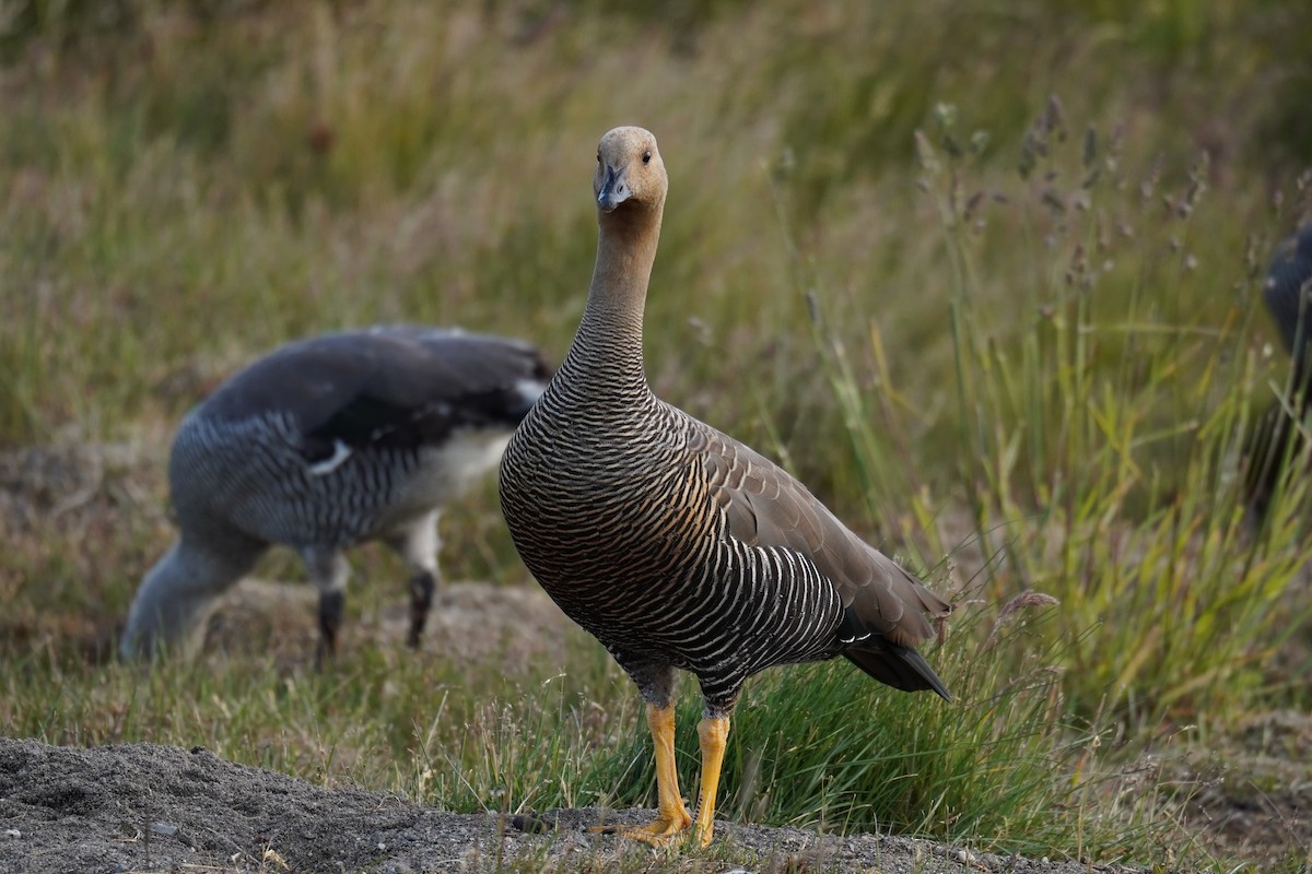 Upland Goose (Bar-breasted) - ML614598647