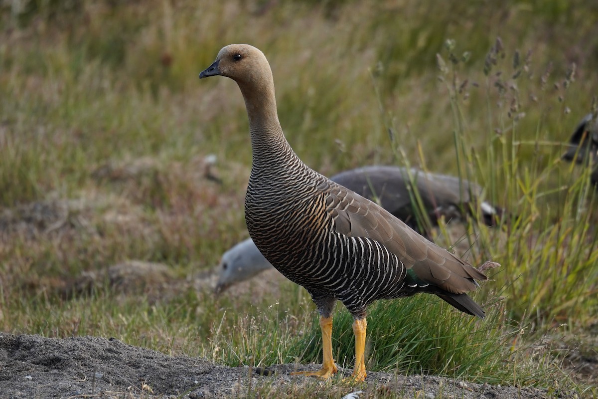 Upland Goose (Bar-breasted) - ML614598648