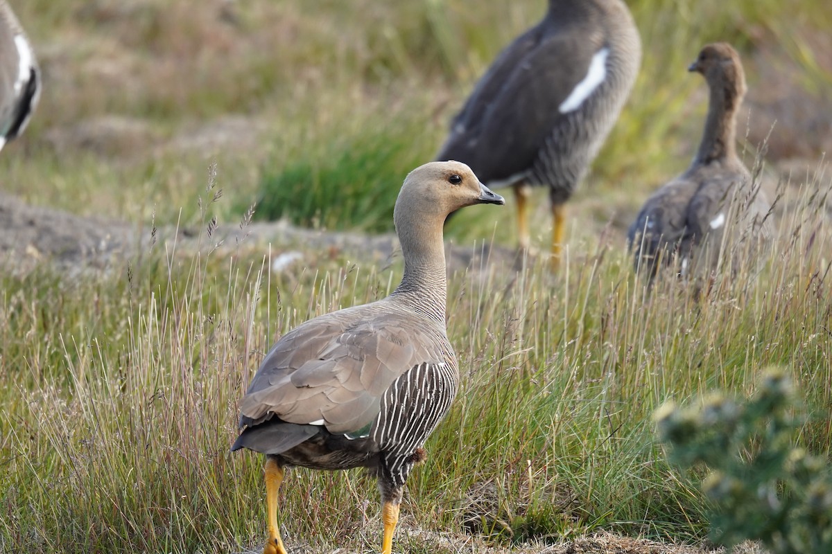 Upland Goose (Bar-breasted) - ML614598654