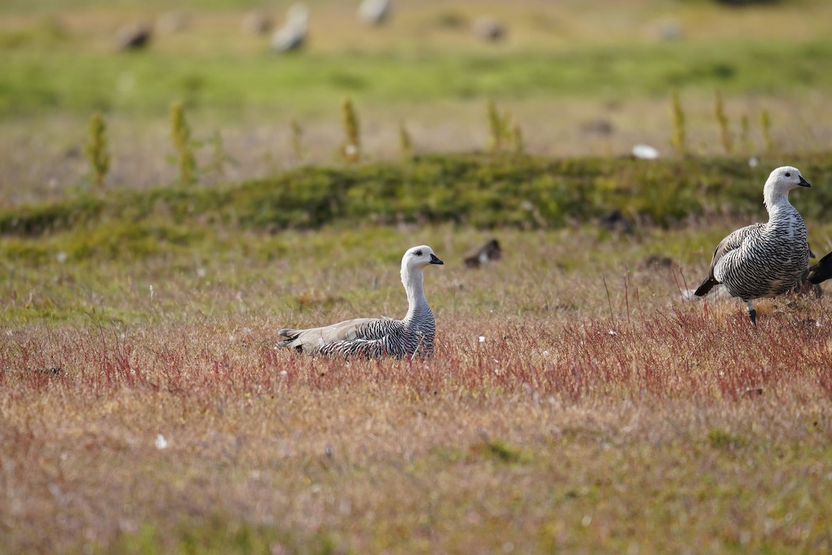 Upland Goose (Bar-breasted) - ML614598669