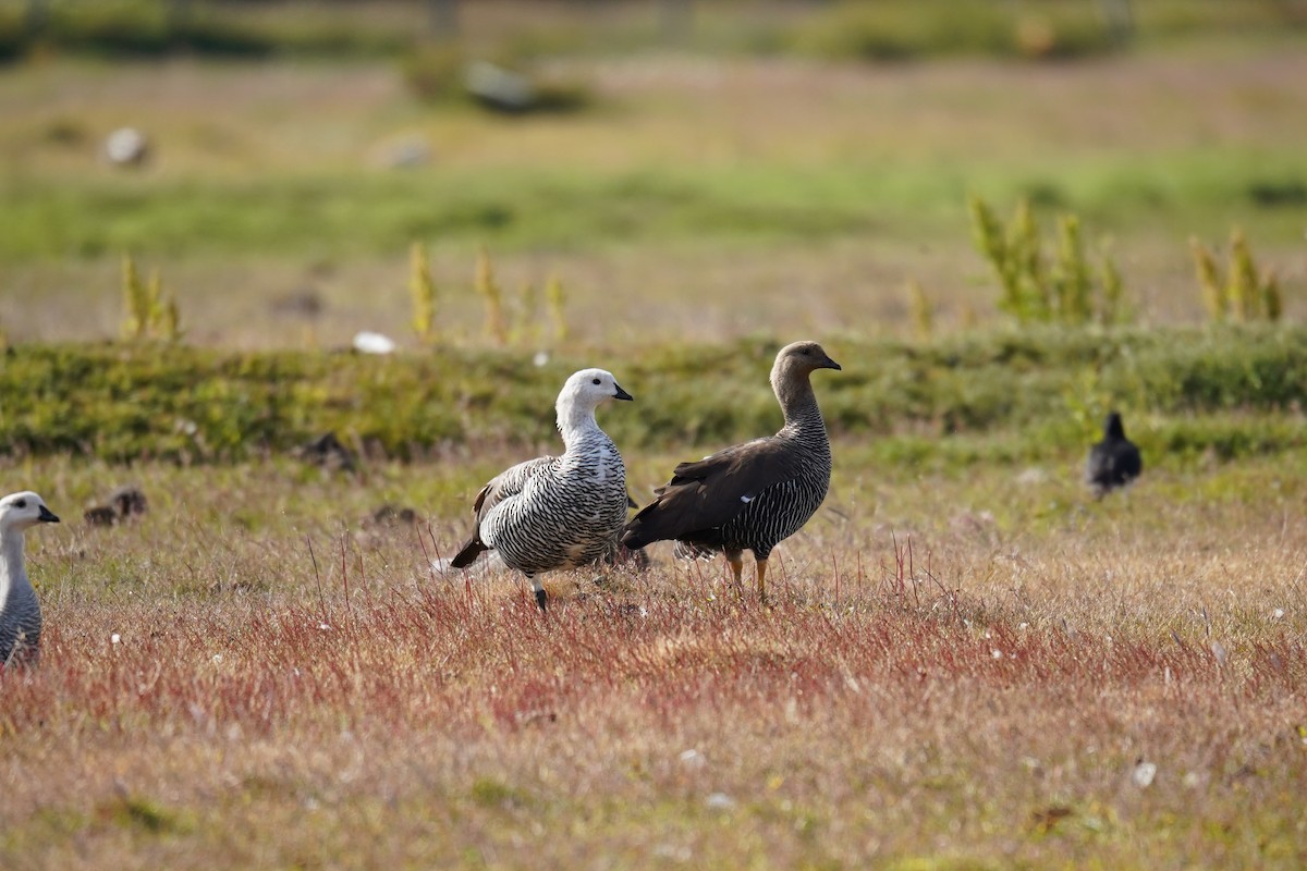 Upland Goose (Bar-breasted) - ML614598670