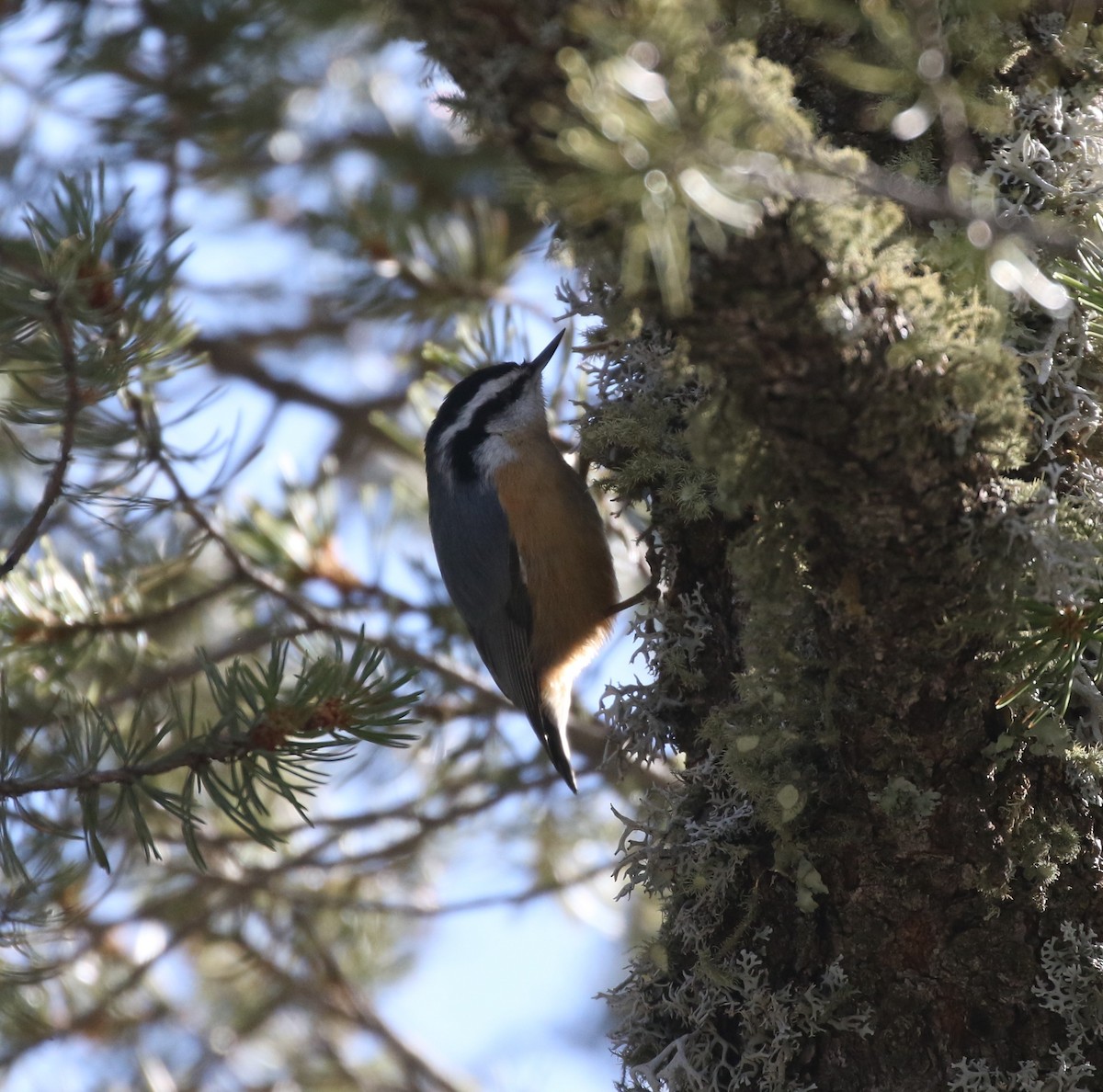 Red-breasted Nuthatch - ML614598890