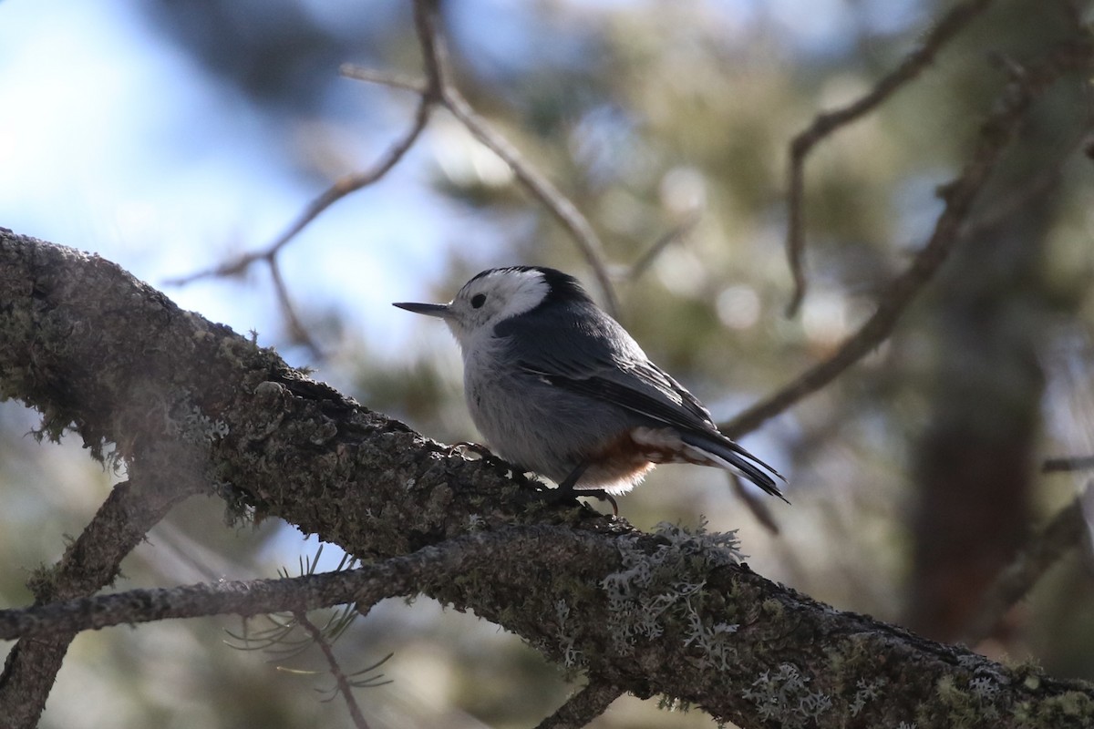 White-breasted Nuthatch (Interior West) - ML614598901