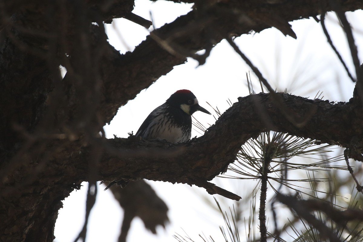 Acorn Woodpecker - ML614598928