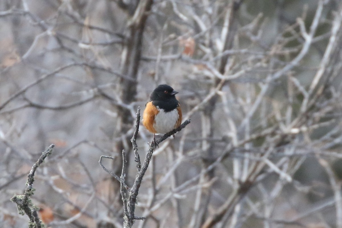 Spotted Towhee - ML614598982
