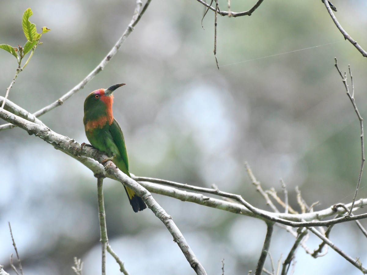 Red-bearded Bee-eater - ML614599178