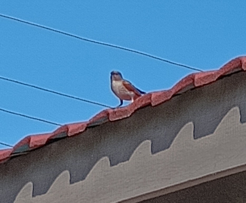 Northern Gray-headed Sparrow - ML614599249