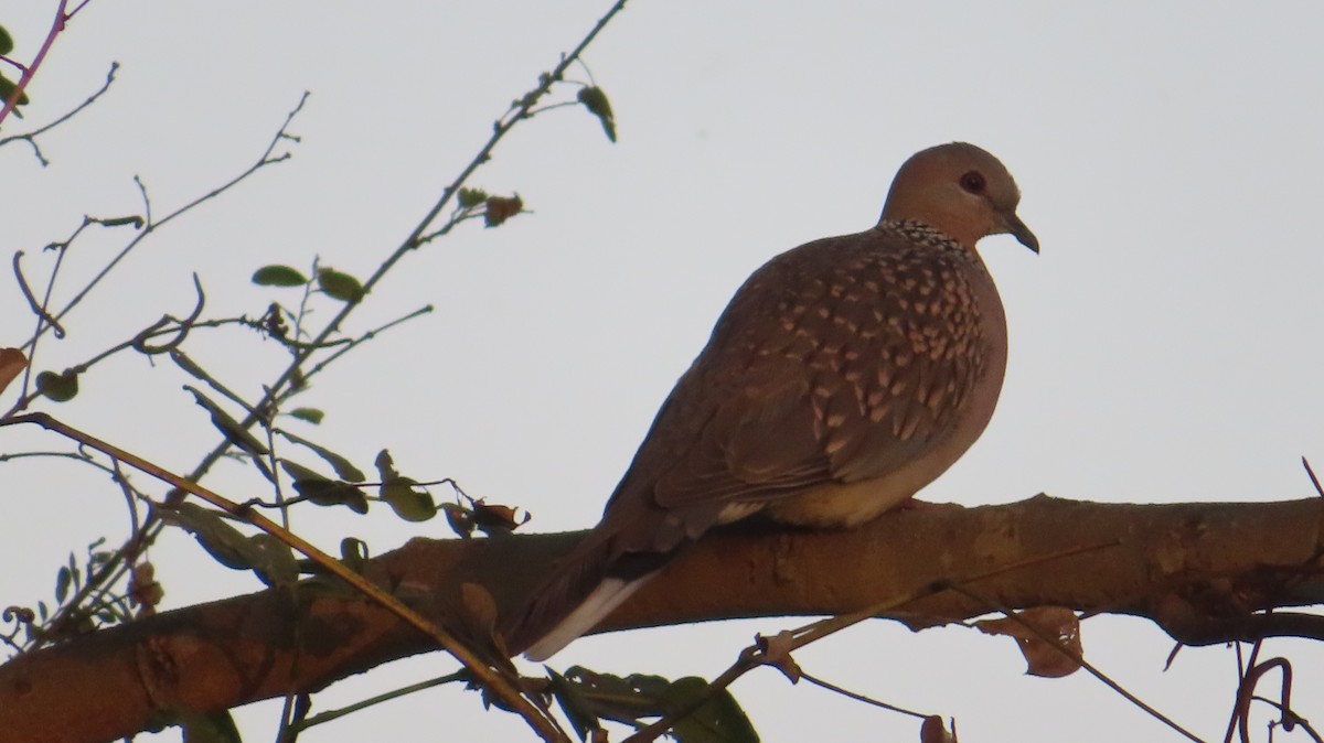 Spotted Dove - ML614599286
