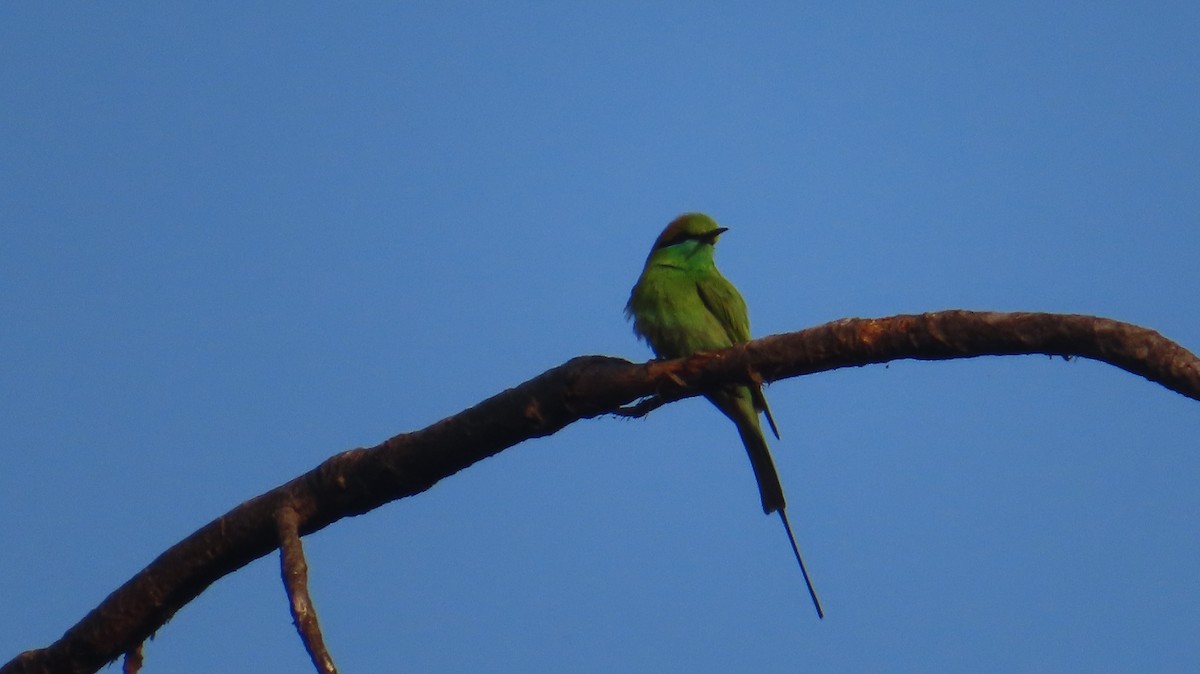 Asian Green Bee-eater - ML614599329