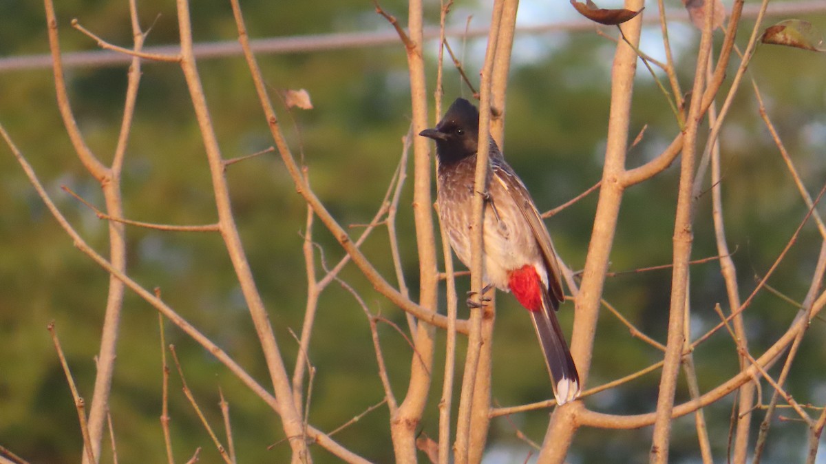 Red-vented Bulbul - ML614599370